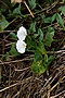 Convolvulus arvensis IMG_7461 Powój polny